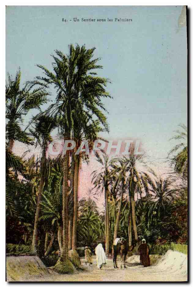 CPA Un sentier sous les Palmiers Palmier 