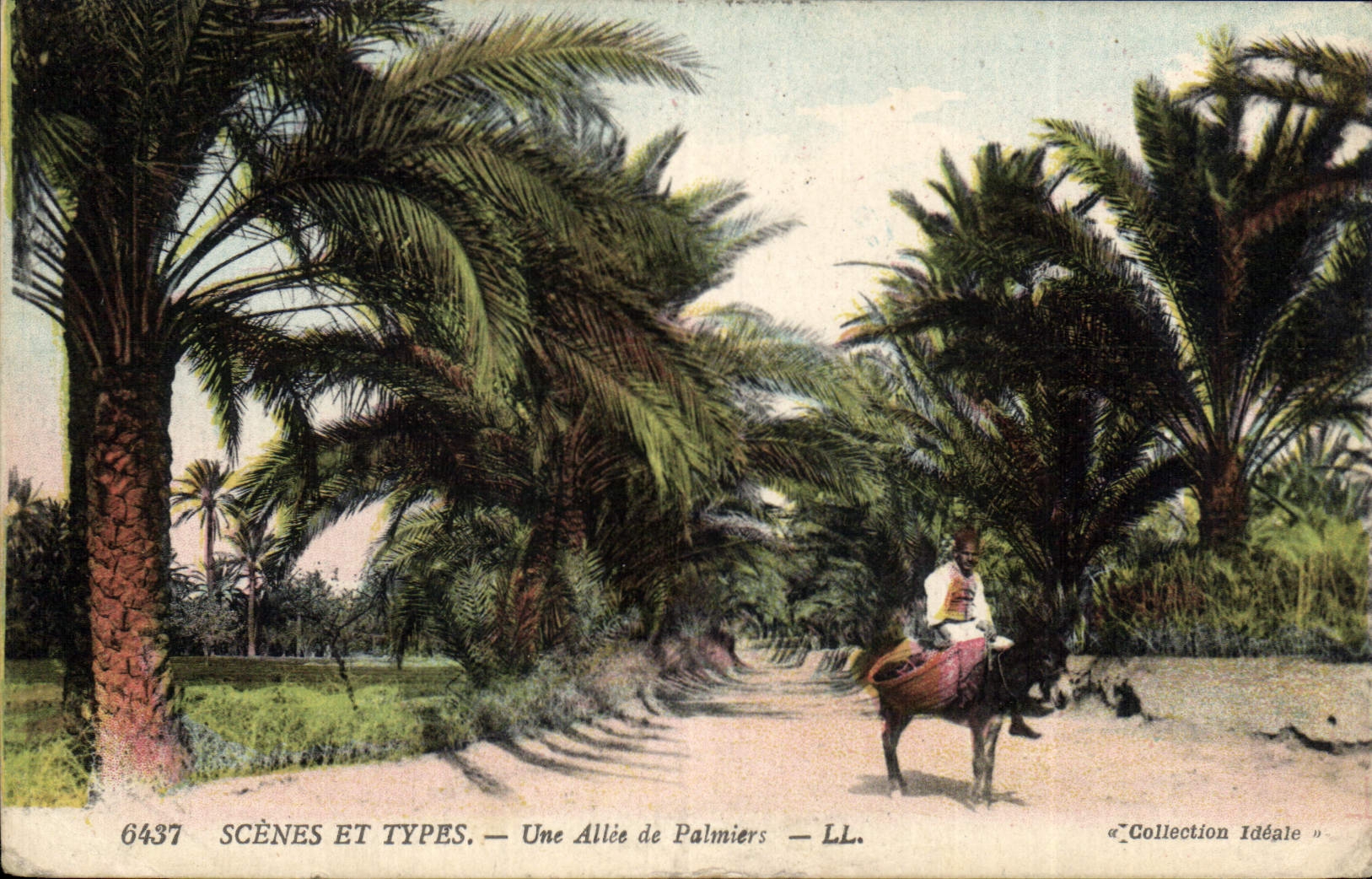 CPA Une allee de Palmiers Palmier 