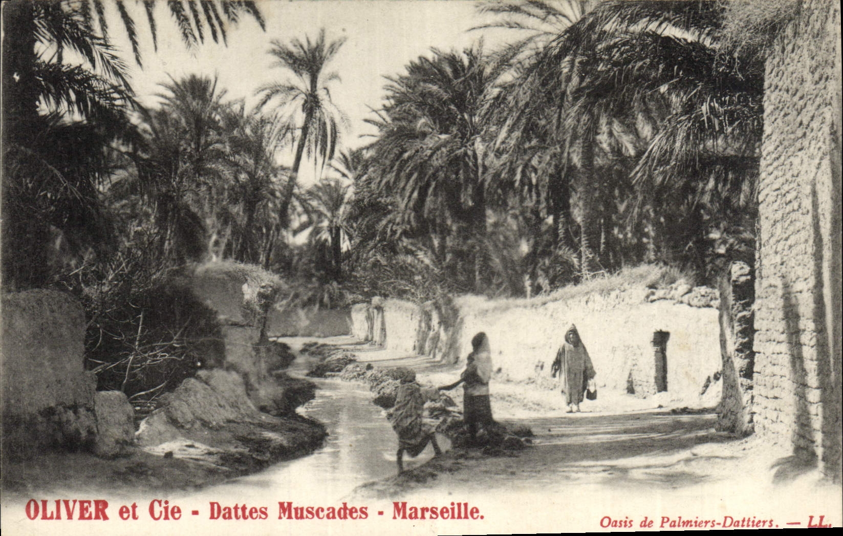 CPA Palmiers Palmier Oliver et Cie Dattes muscades Marseille Oasis de palmiers dattiers 