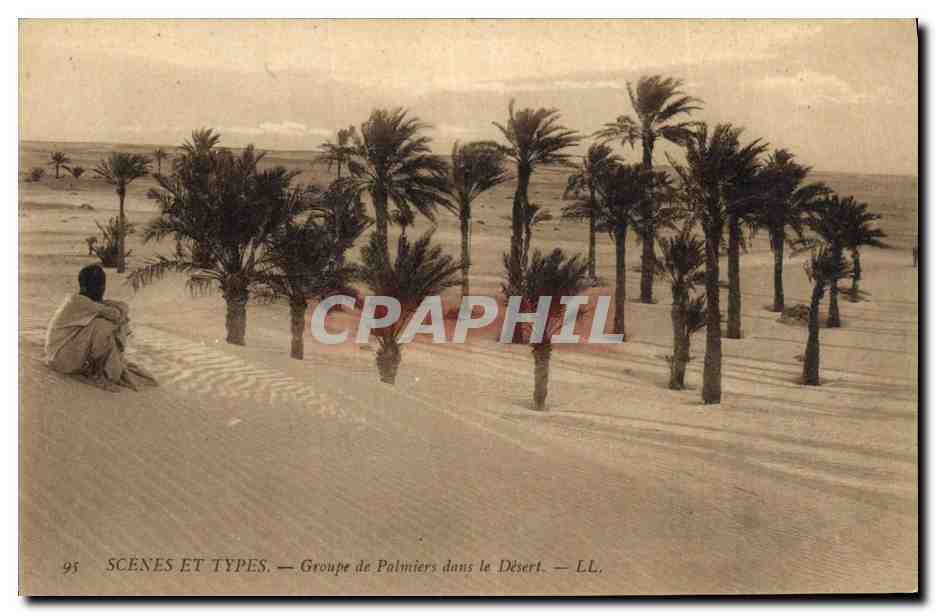CPA Groupe de Palmiers dans le desert Palmier 