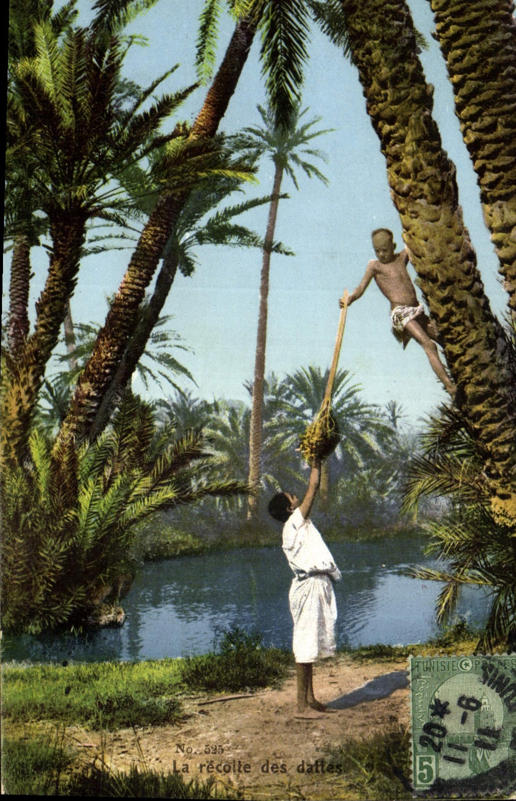 CPA Palmiers Palmier La recolte des dattes 