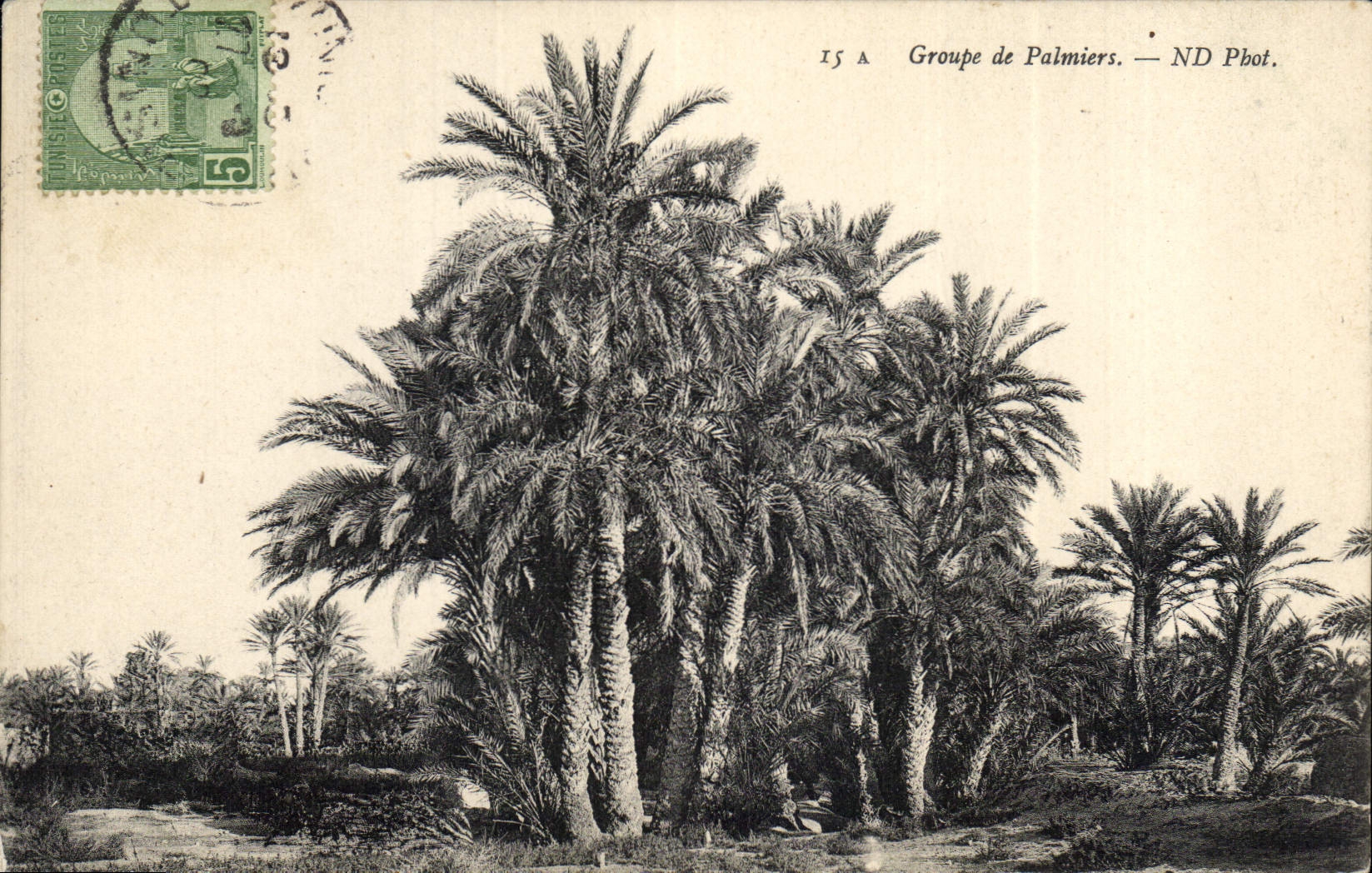 CPA Groupe de Palmiers Palmier 
