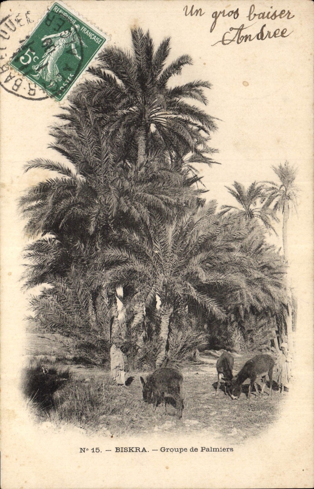 CPA Biskra Groupe de Palmiers Palmier 