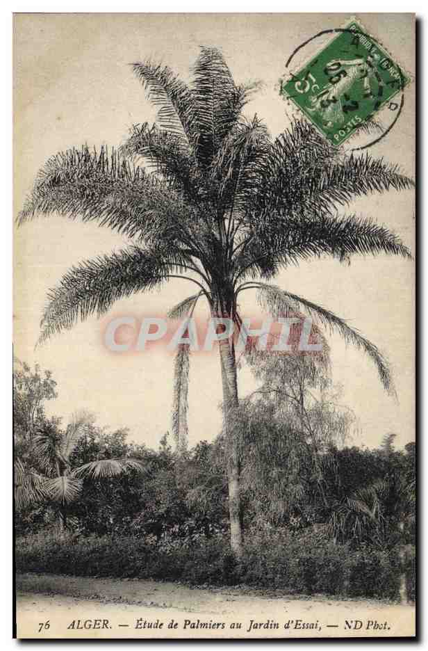CPA Palmiers Palmier Alger Etude de palmiers au jardin d'essai 