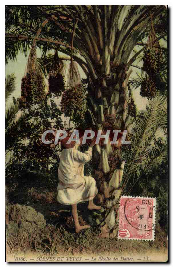 CPA Palmiers Palmier La recolte des dattes 