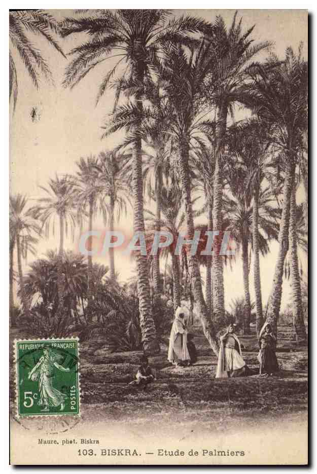 CPA Biskra Etude de Palmiers Palmier 