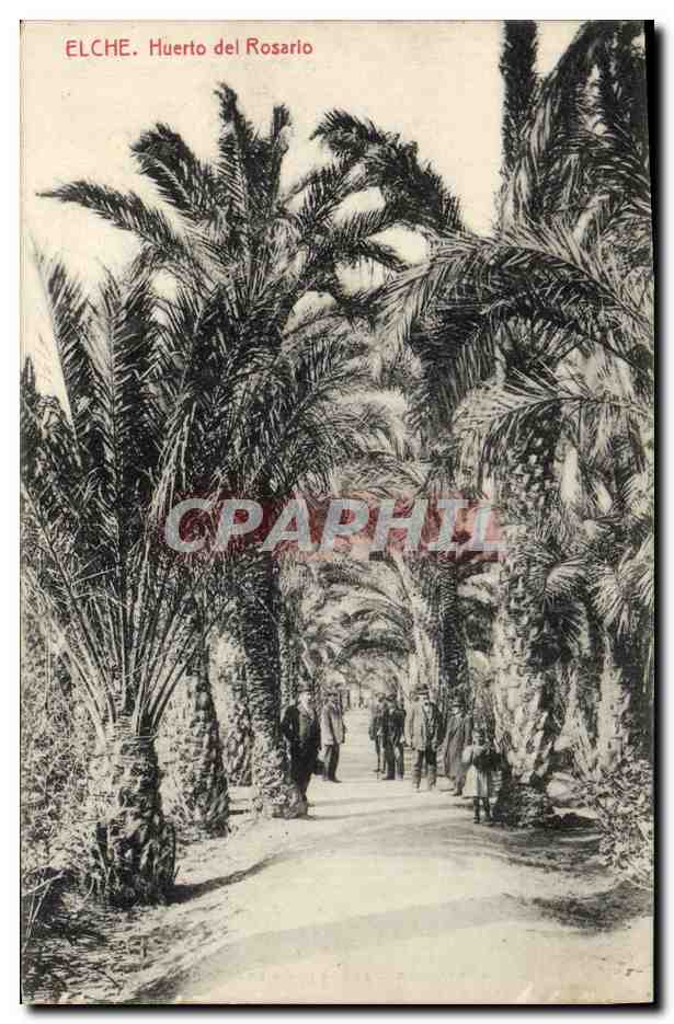 CPA Palmiers Palmier elche Huerto del Rosario 