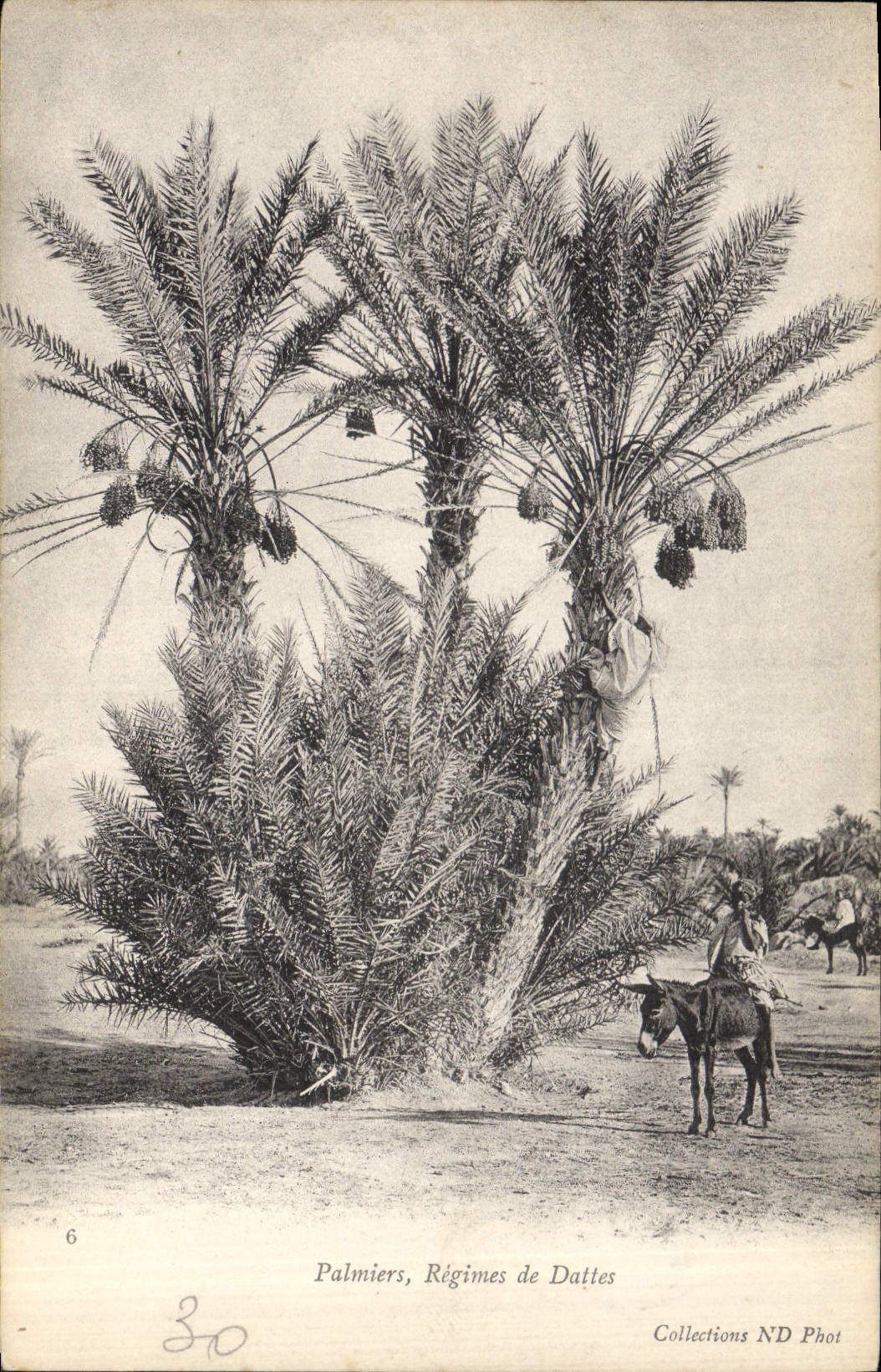 CPA Palmiers Palmier Regimes de dattes Ane mule 