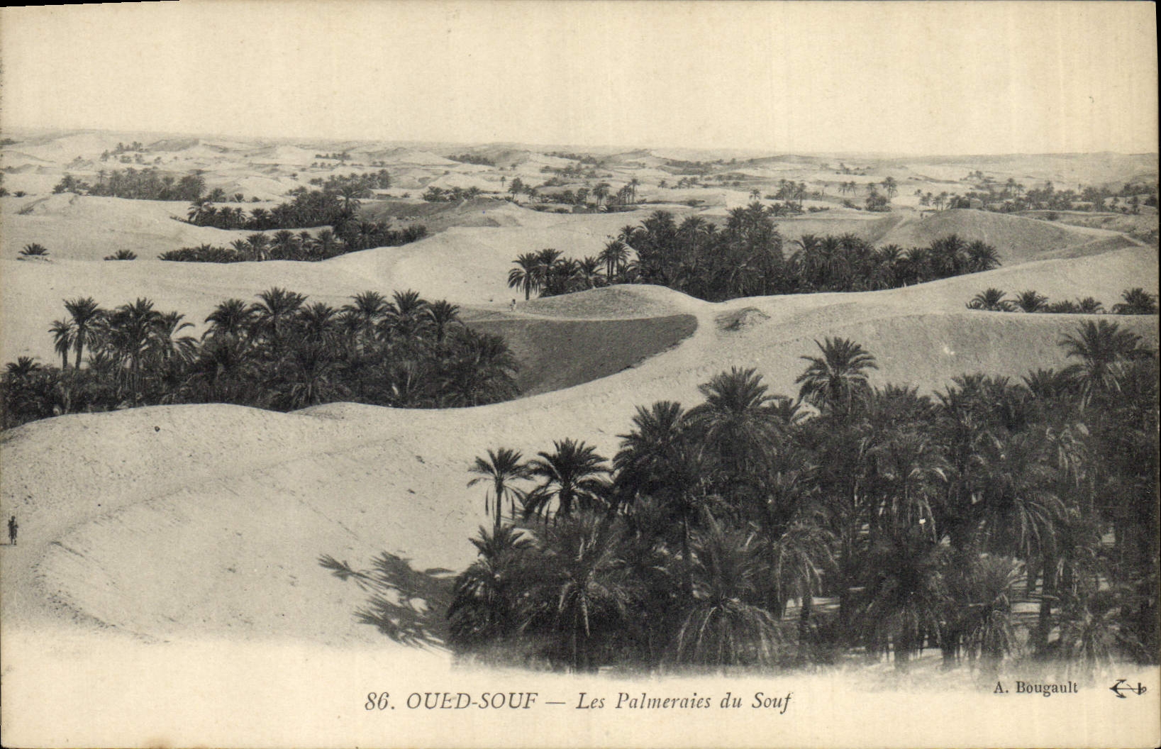 CPA Palmiers Palmier Oued Souf Les palmeraies du Souf 