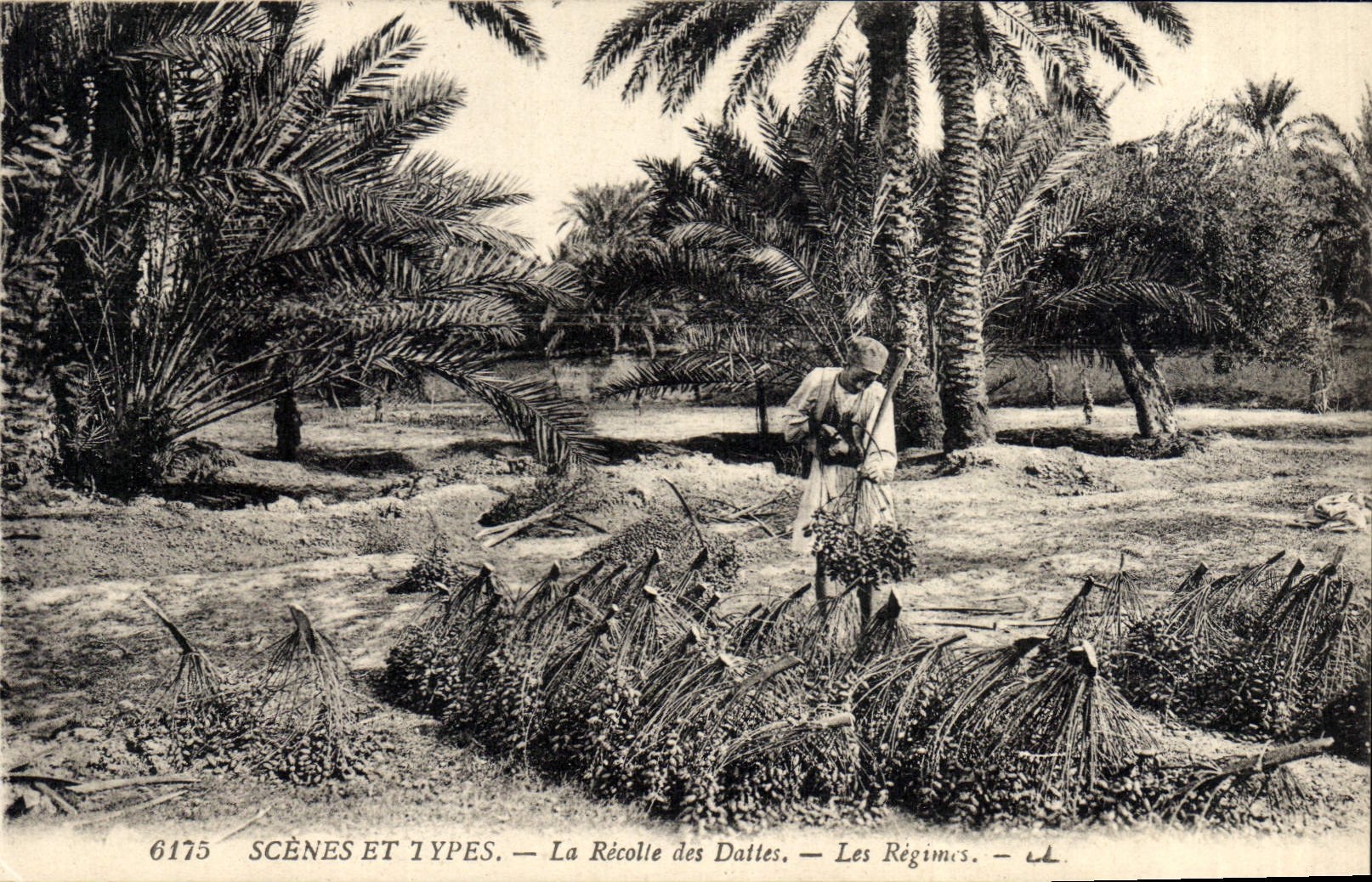 La Récolte des Dattes — Les Régimcs — SCÈNES ET TYPES — n° 6175
