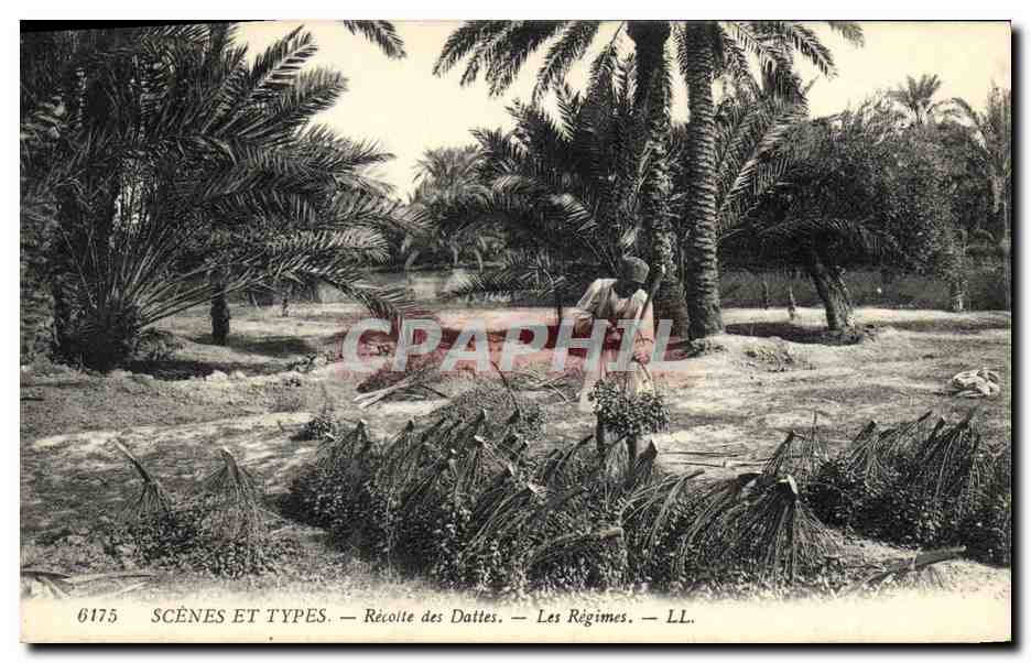 CPA Palmiers Palmier Recolte des dattes Les regimes 