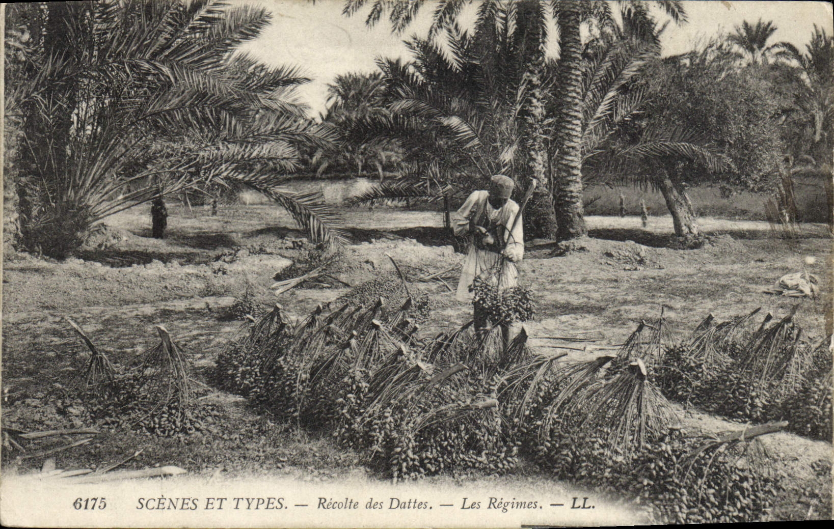 Récolte des Dattes — Les Régimes — LL. — SCÈNES ET TYPES — n°6175