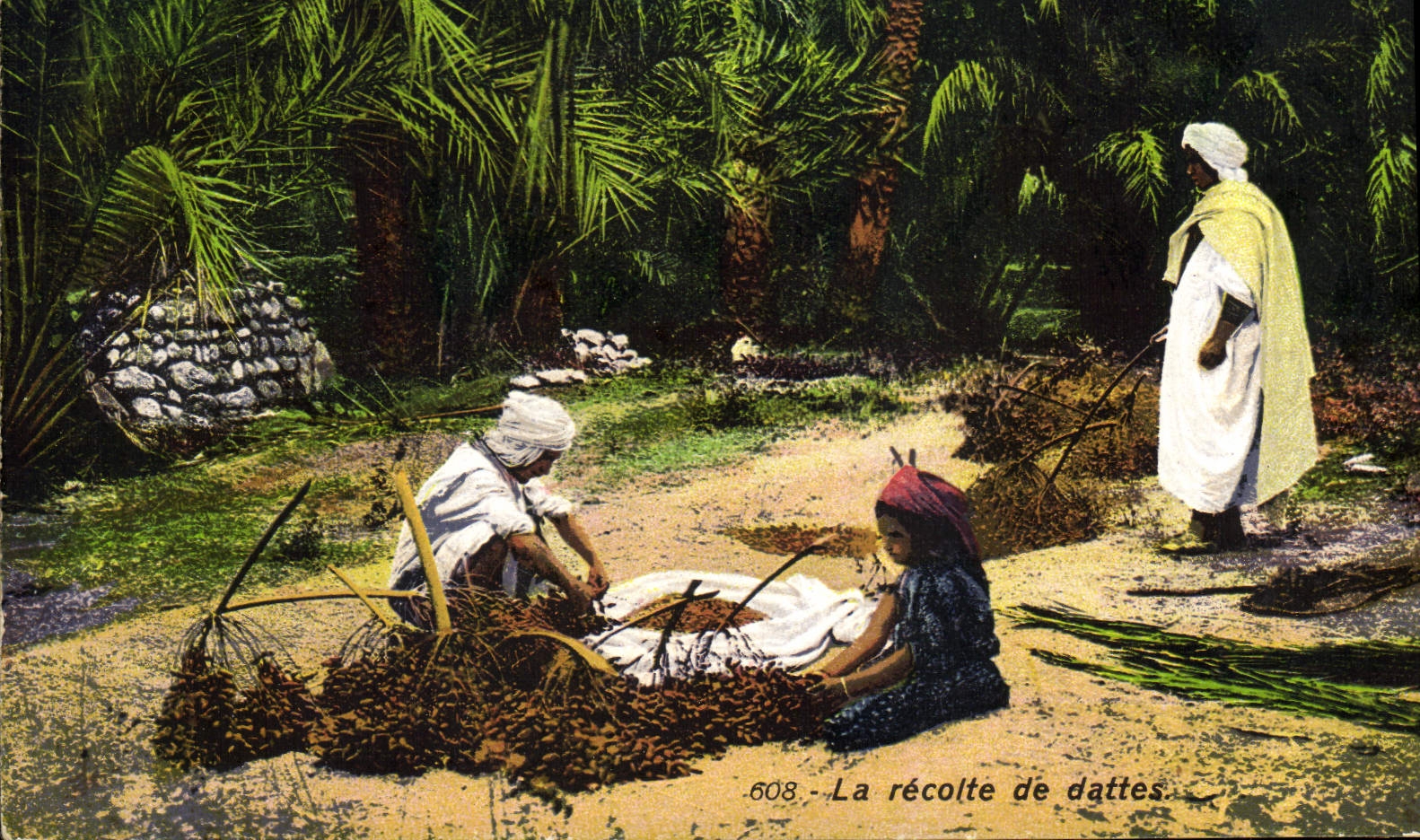 CPA Palmiers Palmier La recolte des dattes 
