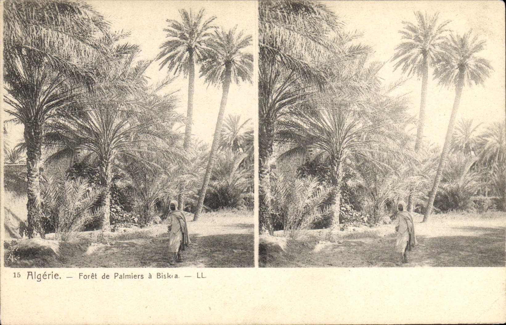 CPA Palmiers Palmier Algerie Foret de palmiers a Biskra 