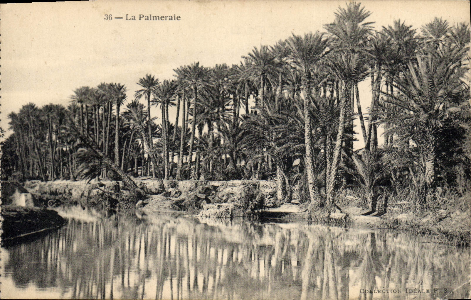 CPA Palmiers Palmier La palmeraie 