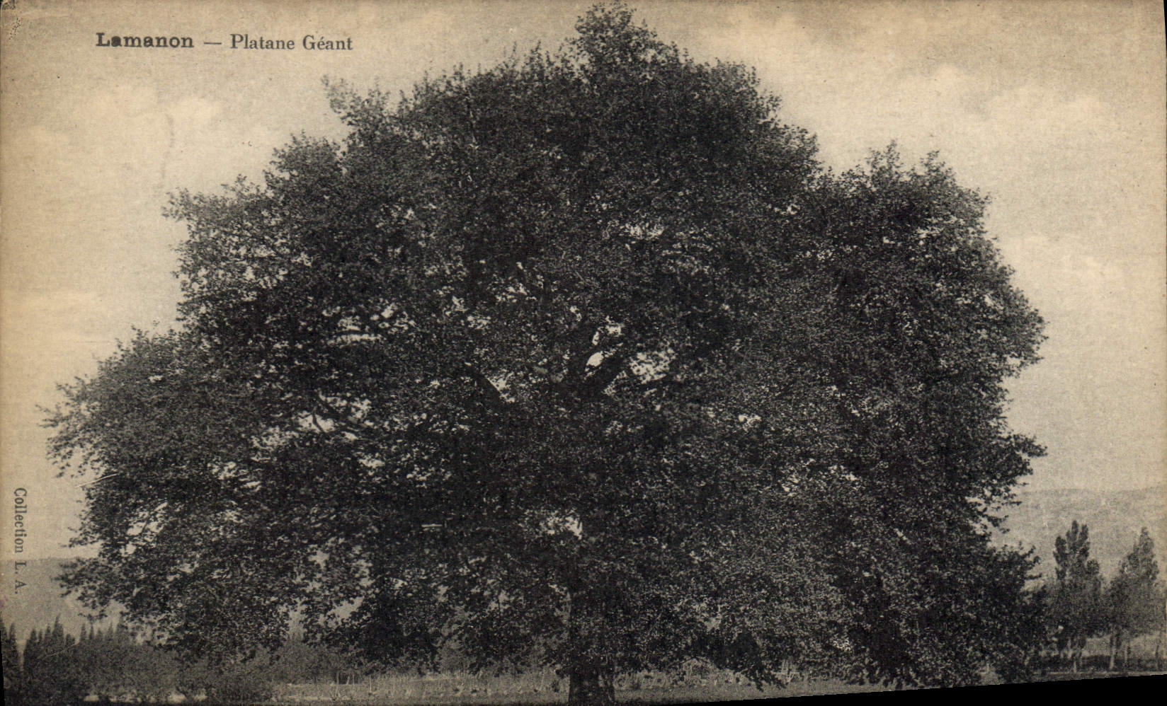 CPA Arbre Lamanon Platane geant
