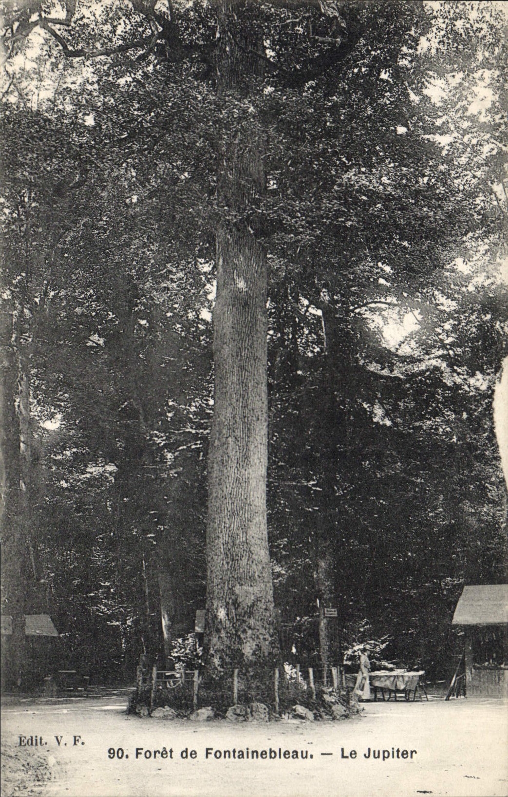 CPA Arbre Foret de Fontainebleau Le jupiter