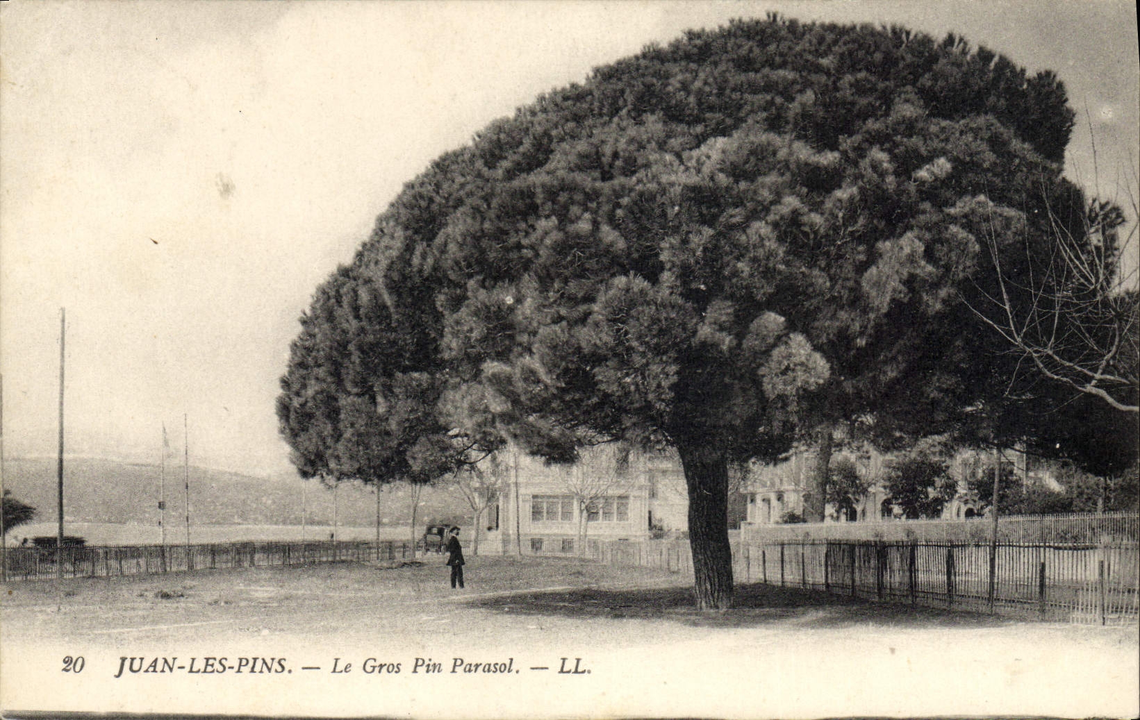 CPA Arbre Juan les Pins Le gros pin parasol
