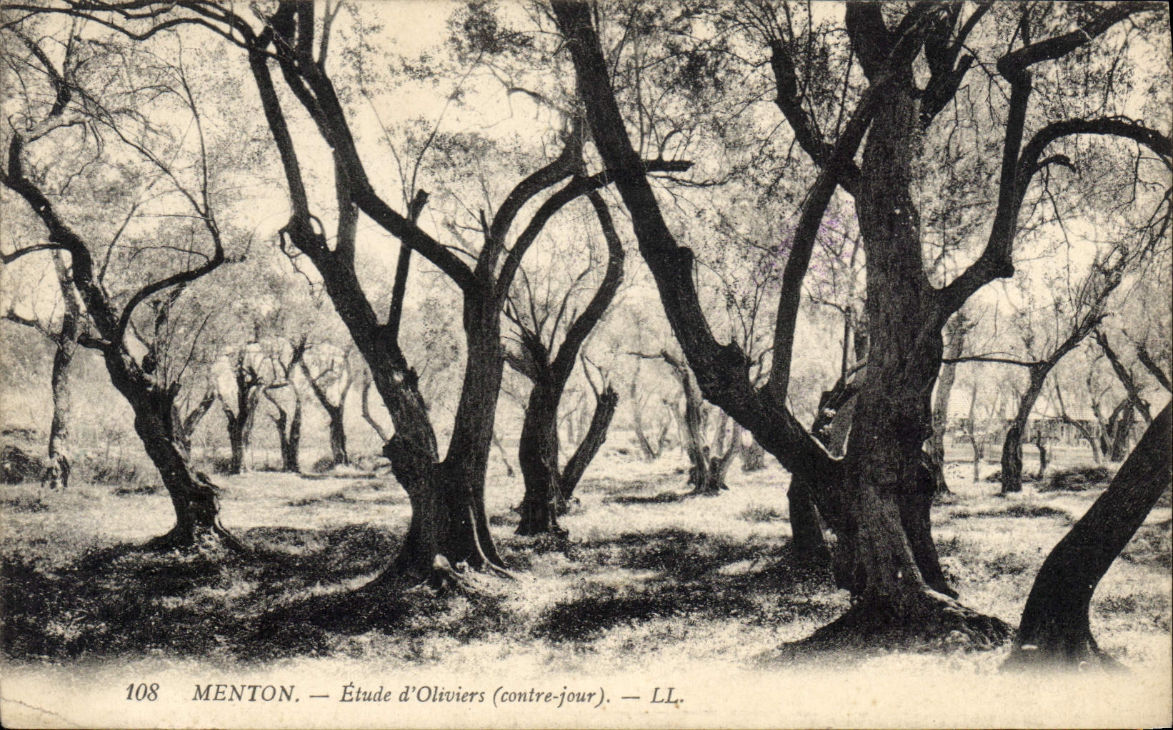 CPA Arbre Menton Etude d'oliviers Contre jour
