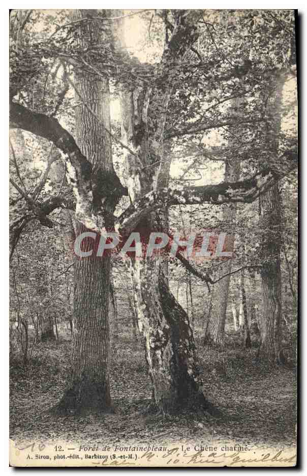 CPA Arbre Foret de Fontainebleau Le chene charne 
