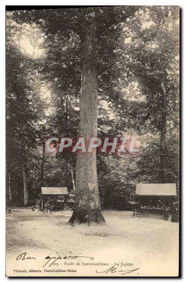 CPA Arbre Foret de Fontainebleau Le Jupiter