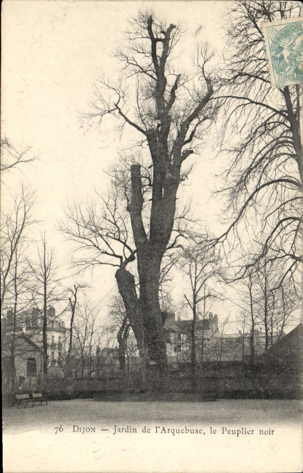 CPA Arbre Dijon Jardin de l'Arquebuse Le Peuplier noir