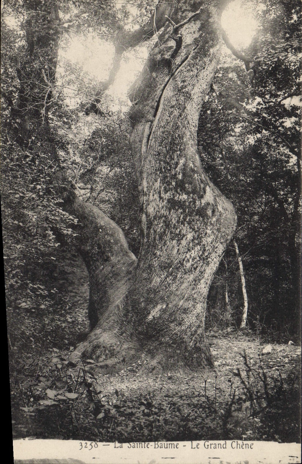 CPA Arbre La Sainte Baume le grand chene