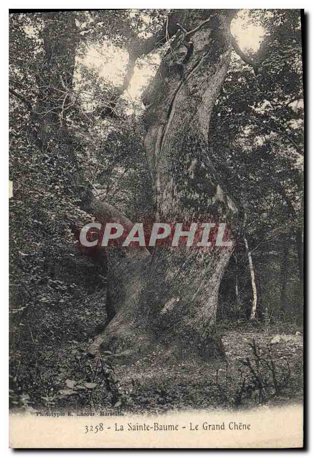 CPA Arbre La Sainte Baume Le Grand Chene