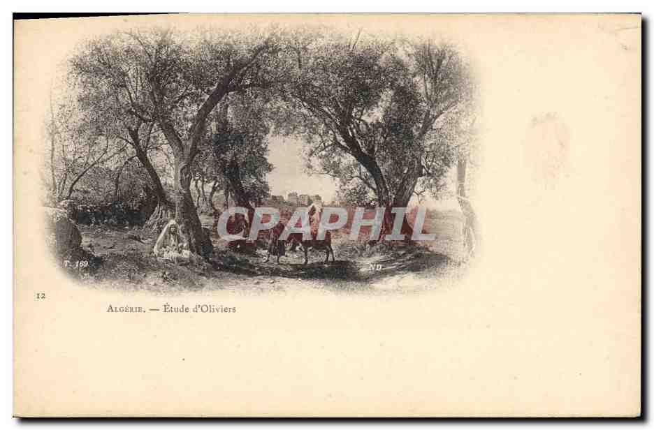 CPA Arbre Algerie Etude d'oliviers Ane mule