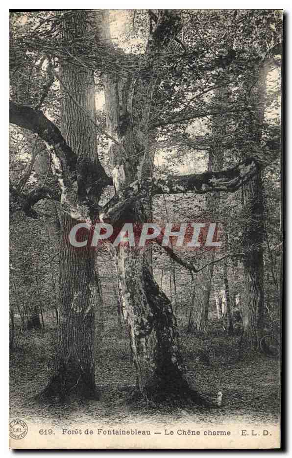 CPA Arbre Foret de Fontainebleau Le chene charme