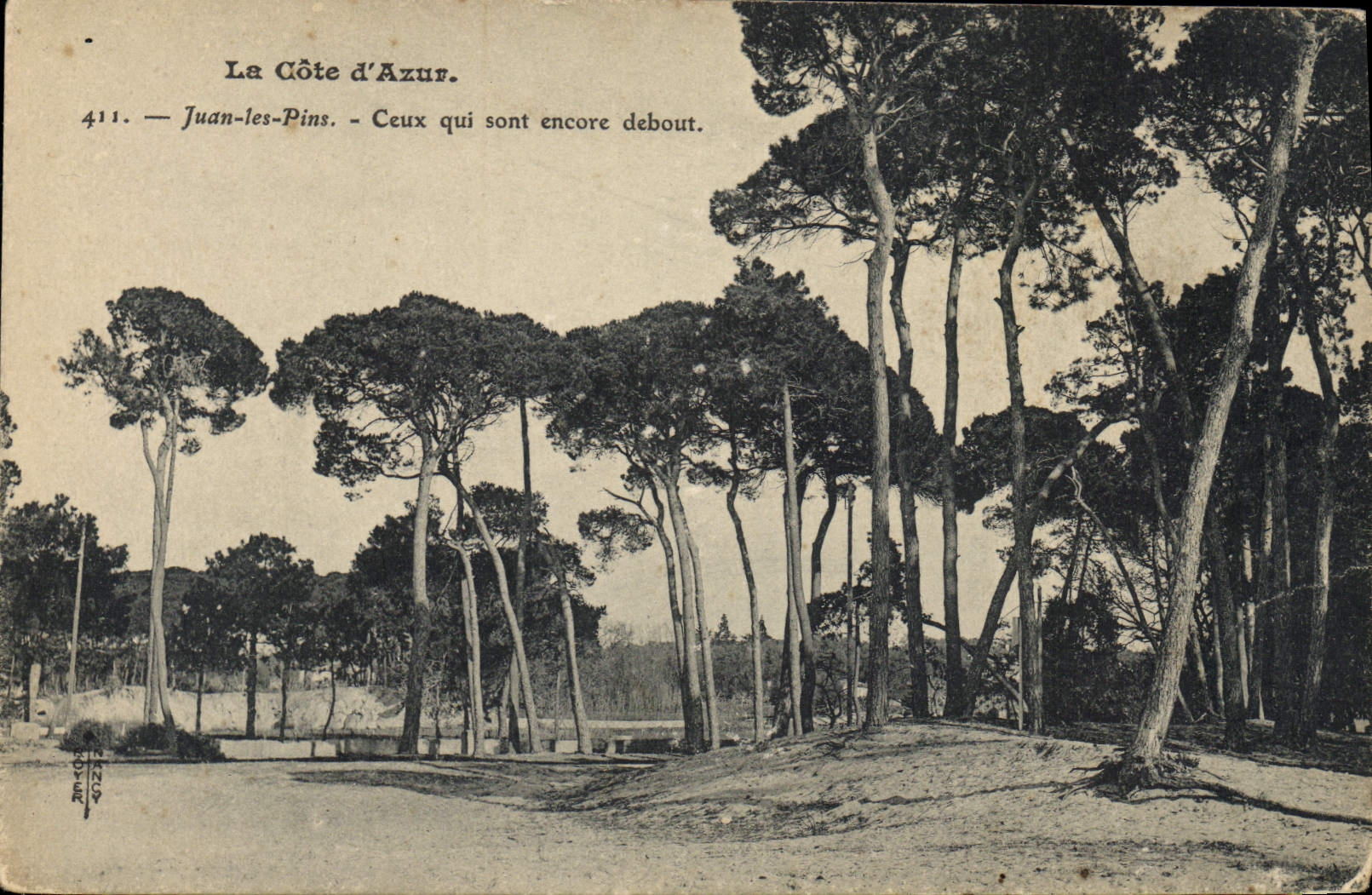 CPA Arbre Juan les Pins Ceux qui sont encore debout 