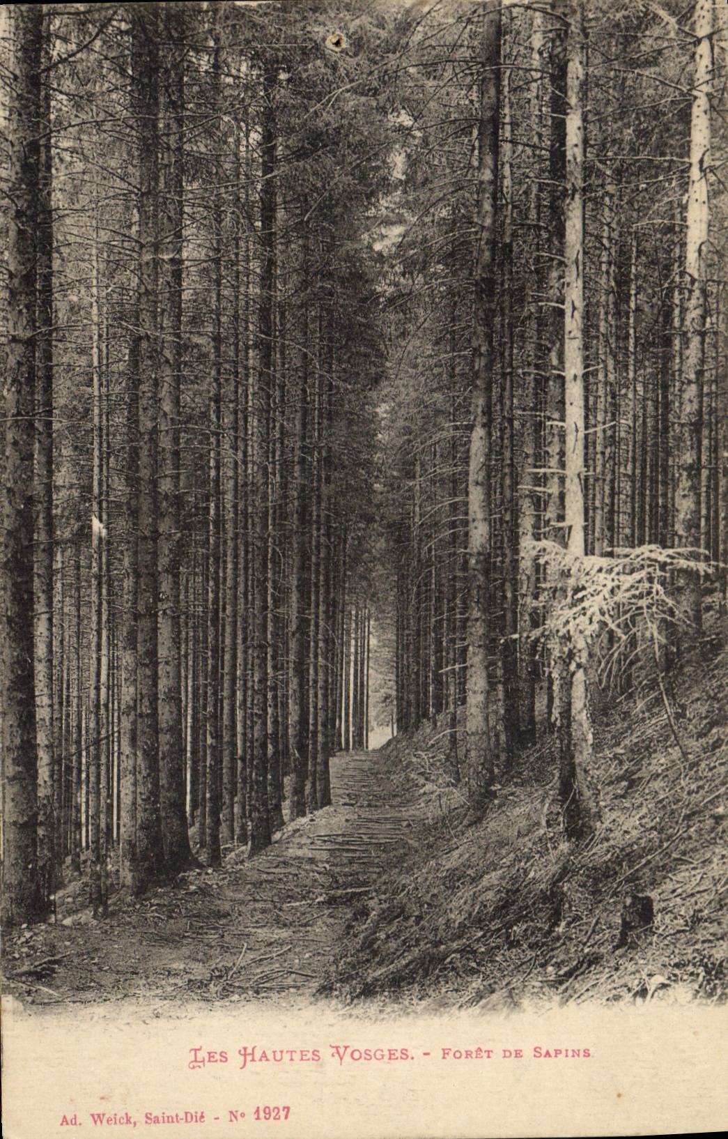 CPA Arbre Hautes Vosges Foret de sapins