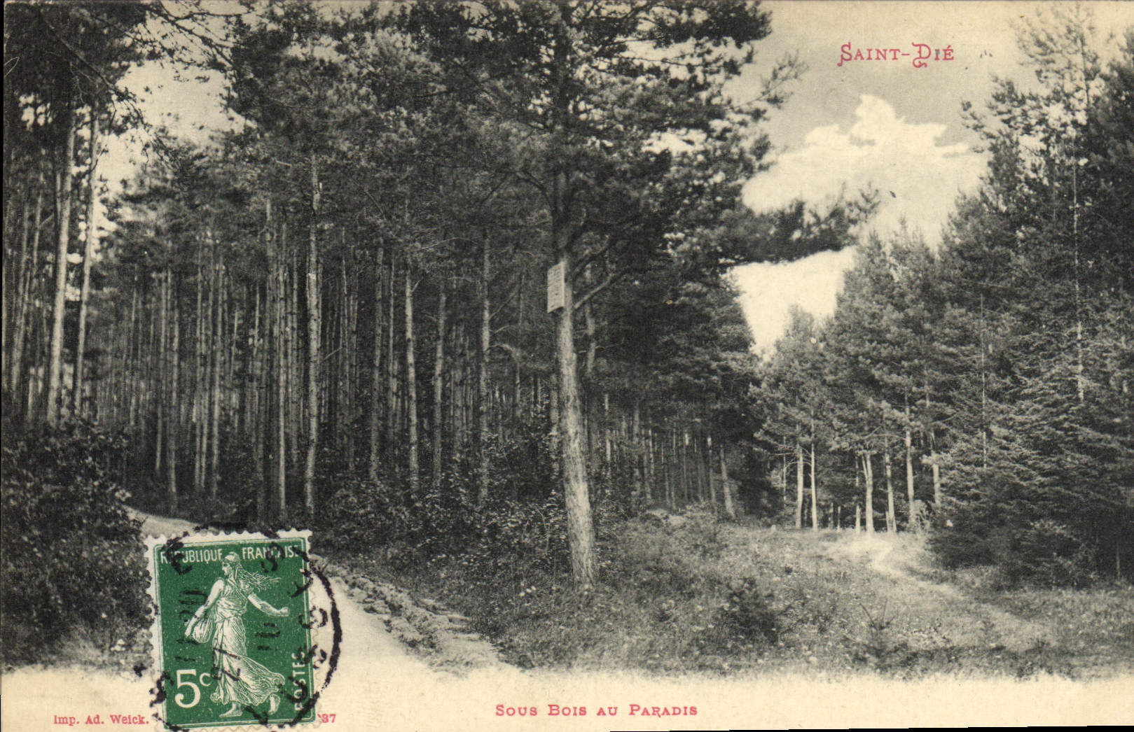 CPA Arbre Sous bois au paradis Saint Die