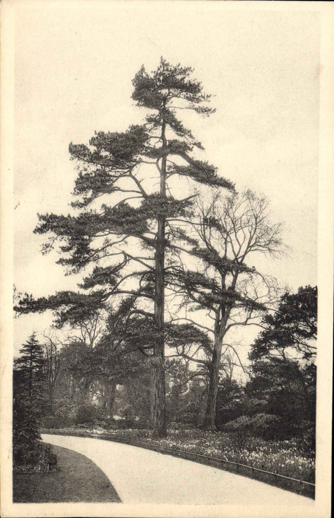 CPA Arbre Royal botanic Gardens Kew Corsican pine