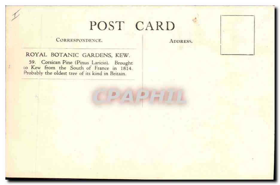 CPA Arbre Royal botanic Gardens Kew Corsican pine — Verso