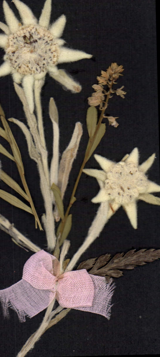 Cartolina d'epoca Fantasia Fiori Secchi