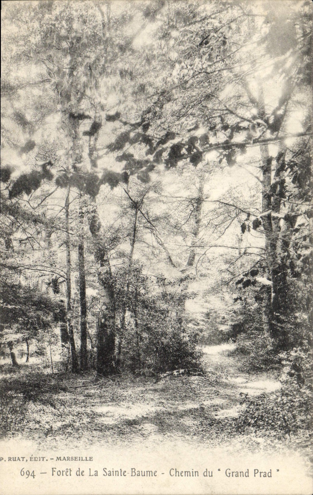 CPA Arbre Foret de la Sainte Baume Chemin du Grand Prad 