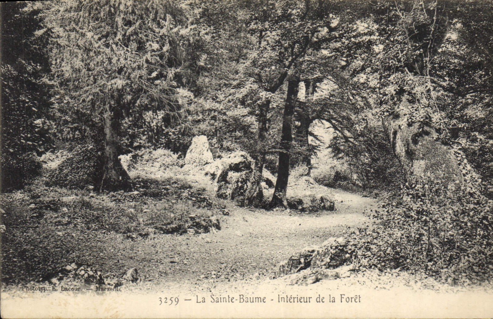 CPA Arbre La Sainte Baume Interieur de la foret 