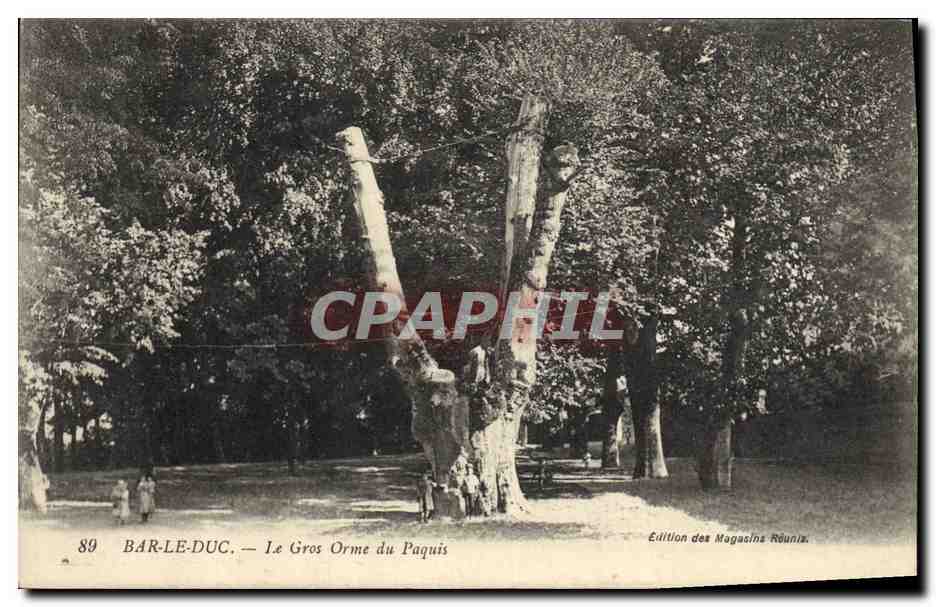 CPA Arbre Bar le Duc La gros Orme du paquis 