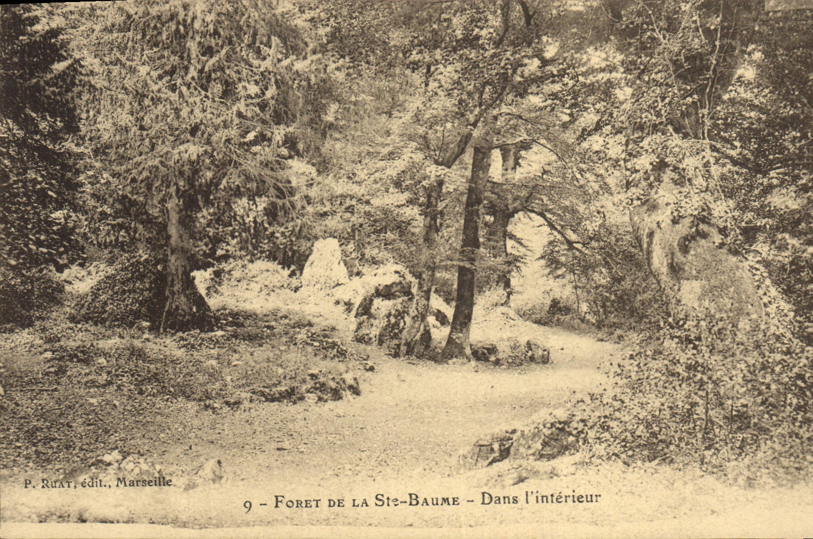 CPA Arbre Foret de la Sainte Baume Dans l'interieur 