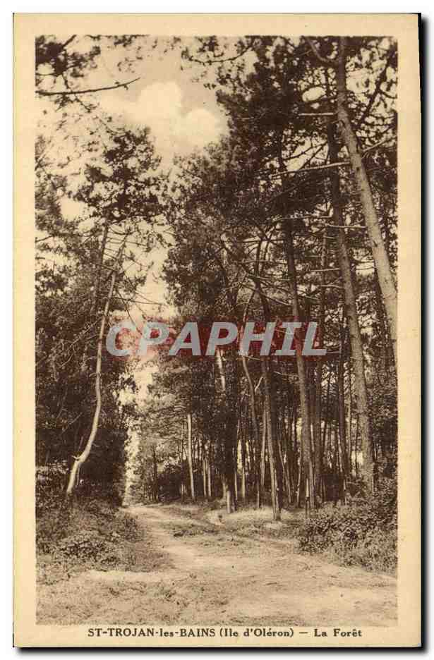 CPA Arbre St Trojan les Bains Ile d'Oleron La foret 