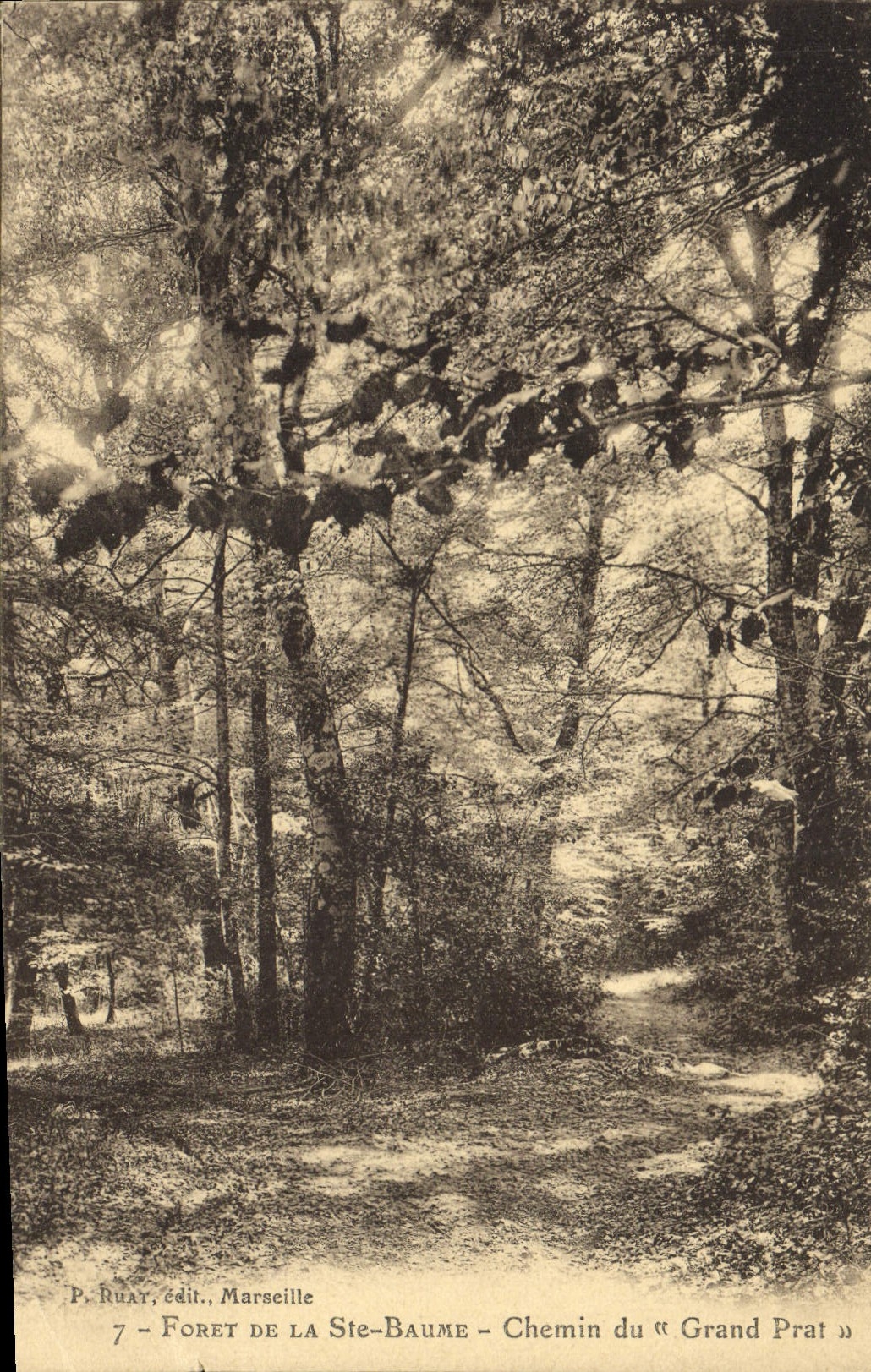 CPA Arbre Foret de la Sainte Baume Chemin du Grand Prat 