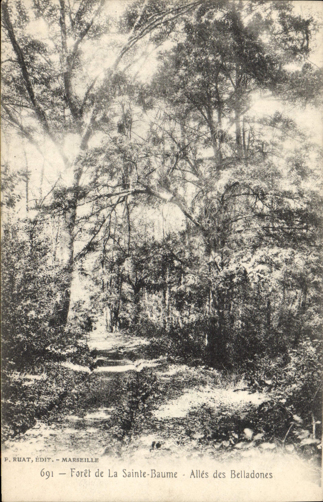 CPA Arbre Foret de la Sainte Baume Alles des Belladones 