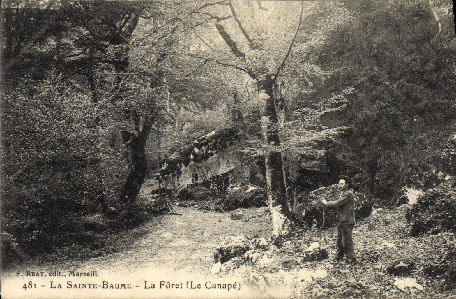 CPA Arbre La Sainte Baume La foret Le canape 