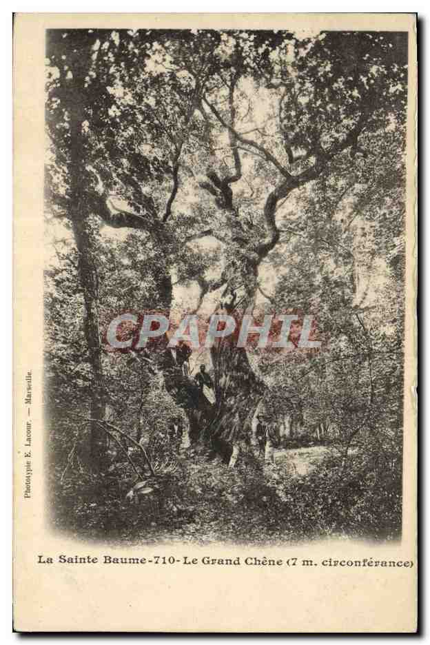 CPA Arbre La Sainte Baume Le grand chene 