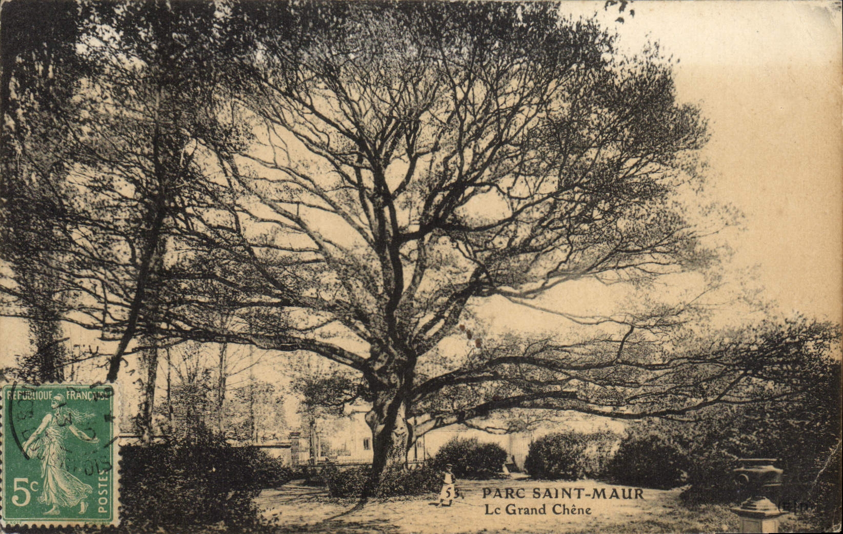 CPA Arbre Parc Saint Maur Le grand Chene 