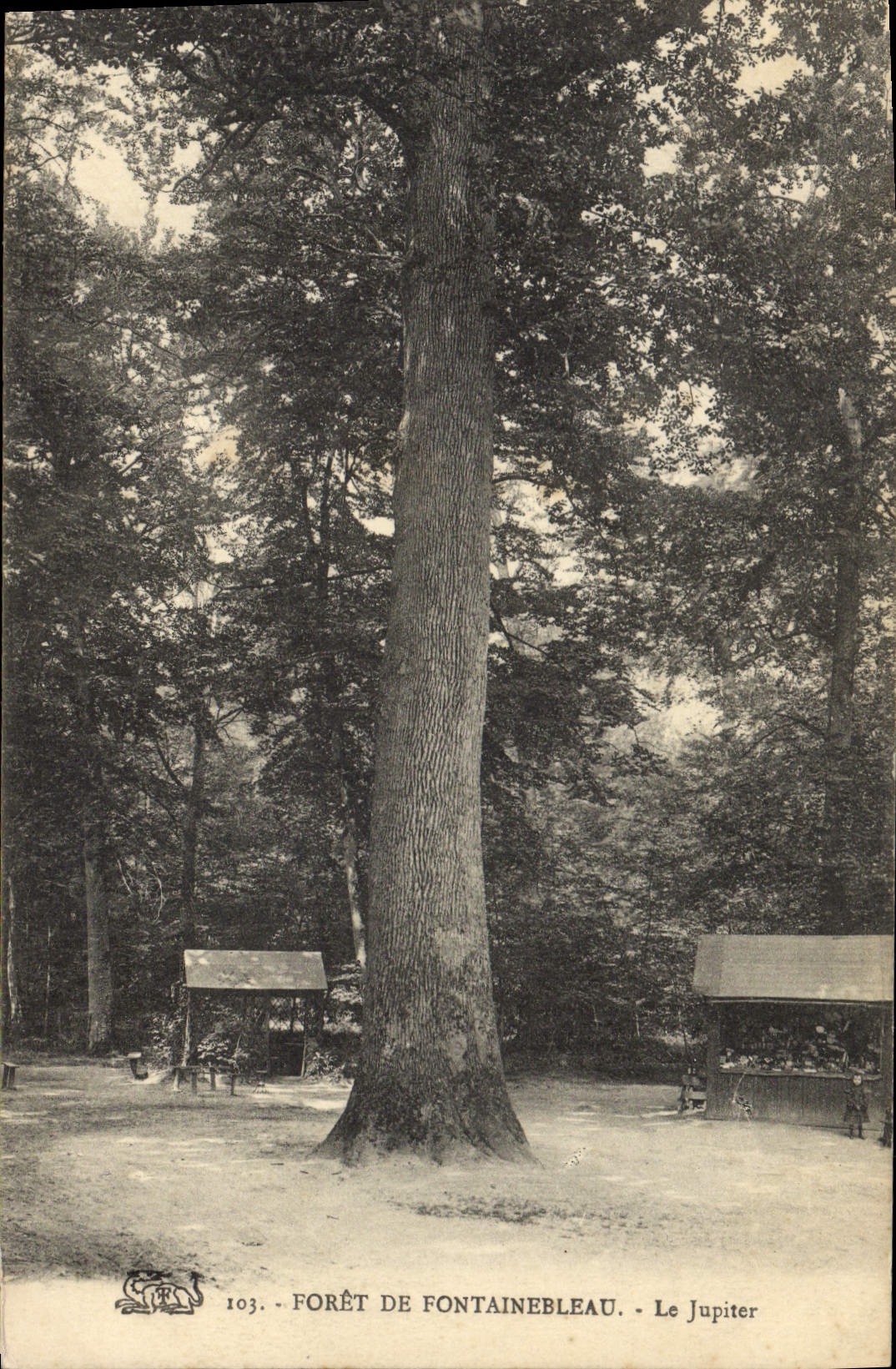 CPA Arbre Foret de Fontainebleau Le Jupiter 