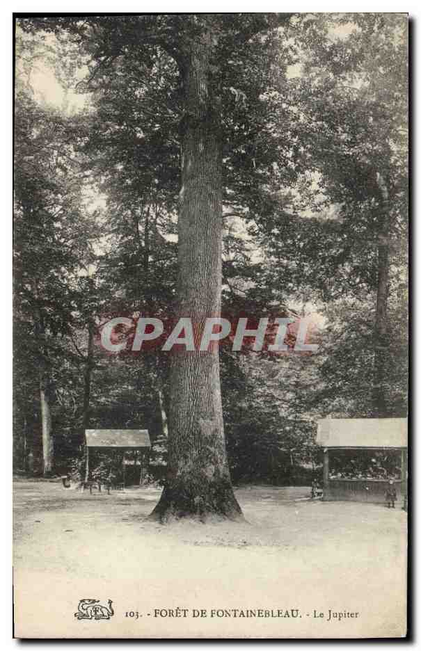 CPA Arbre Foret de Fontainebleau Le Jupiter 