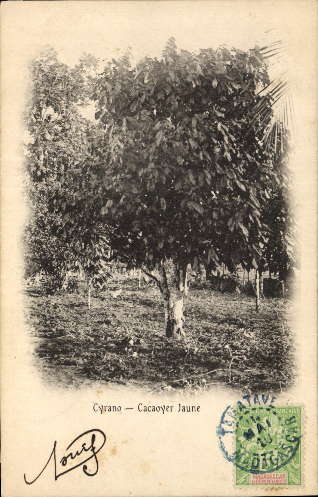 CPA Arbre Cyrano Cacaoyer Jaune Madagascar 