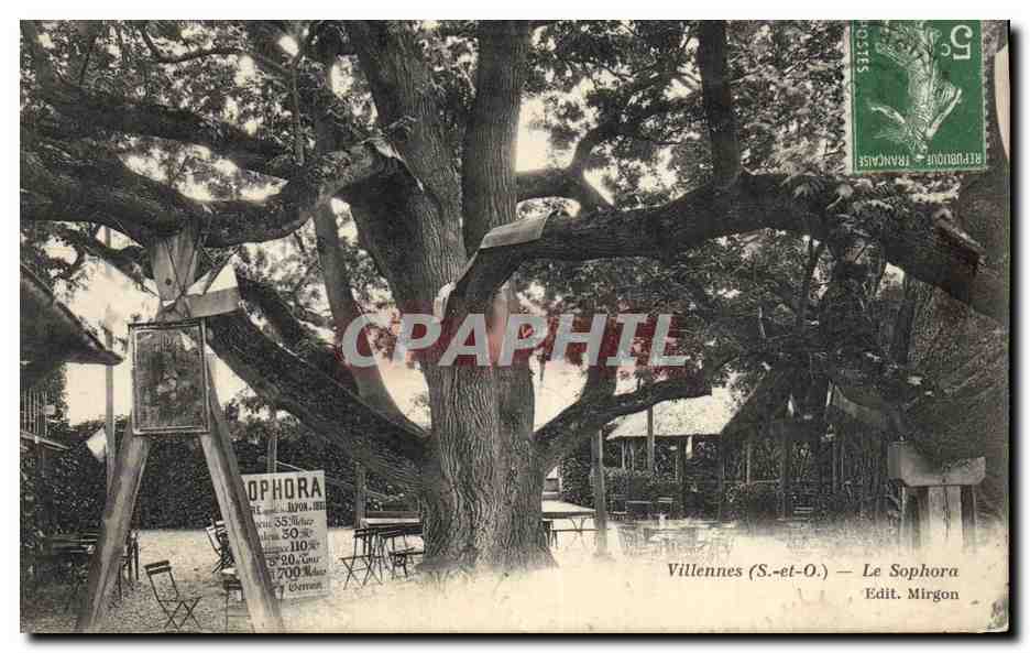 CPA Arbre Villennes Le Sophora 
